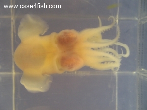Foto Galerie/Cephalopoda/Sepiola atlantica/Sepiola atlantica_03_S.jpg